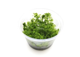 Limnophila australis - In Vitro Cup - Eco scape - cup in vitro - Comptoir du Poisson exotique