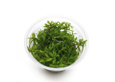 Limnophila sp. 'Vietnam' - In Vitro Cup - Eco scape - cup in vitro - Comptoir du Poisson exotique