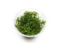 Limnophila sp. 'Vietnam' - In Vitro Cup - Eco scape - cup in vitro - Comptoir du Poisson exotique