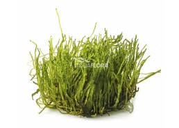 Taxiphyllum sp. 'Flame' - In Vitro Cup - Eco scape - cup in vitro - Comptoir du Poisson exotique