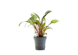 Cryptocoryne beckettii 'Viridifolia' - Pot 5,5cm - Plantes en pots de 5,5cm - aquarium - Comptoir du Poisson exotique