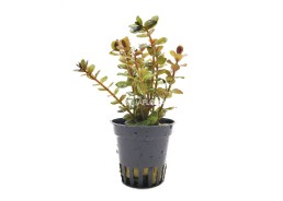 Rotala species 'Yao Yai' - Pot 5,5cm - Plantes en pots de 5,5cm - aquarium - Comptoir du Poisson exotique