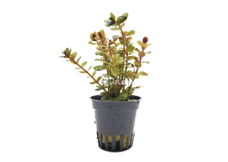 Rotala species 'Yao Yai' - Pot 5,5cm - Plantes en pots de 5,5cm - aquarium - Comptoir du Poisson exotique