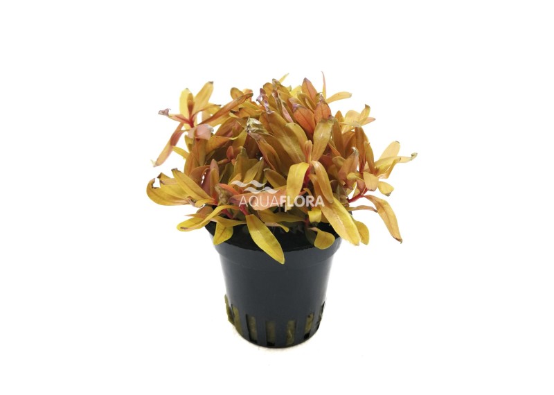 Nesea pedicellata ‘Golden’ - Pot 5,5cm - NOUVEAU ! - Plantes en pots de 5,5cm - aquarium - Comptoir du Poisson exotique