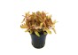 Nesea pedicellata ‘Golden’ - Pot 5,5cm - NOUVEAU ! - Plantes en pots de 5,5cm - aquarium - Comptoir du Poisson exotique