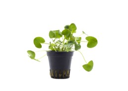 Nymphoides sp. 'Taiwan' - Pot 5,5cm - Plantes en pots de 5,5cm - aquarium - Comptoir du Poisson exotique