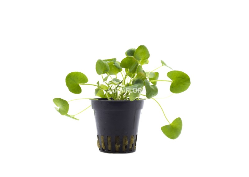 Nymphoides sp. 'Taiwan' - Pot 5,5cm - Plantes en pots de 5,5cm - aquarium - Comptoir du Poisson exotique