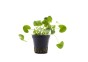Nymphoides sp. 'Taiwan' - Pot 5,5cm - Plantes en pots de 5,5cm - aquarium - Comptoir du Poisson exotique