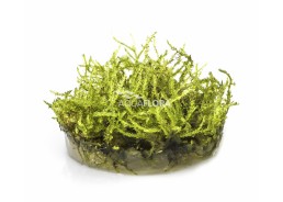 Vesicularia montagnei 'Christmas' - In Vitro Cup - Eco scape - cup in vitro - Comptoir du Poisson exotique