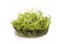 Vesicularia montagnei 'Christmas' - In Vitro Cup - Eco scape - cup in vitro - Comptoir du Poisson exotique