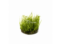 Vesicularia species (Creeping Moss) - In Vitro Cup - Eco scape - cup in vitro - Comptoir du Poisson exotique