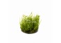 Vesicularia species (Creeping Moss) - In Vitro Cup - Eco scape - cup in vitro - Comptoir du Poisson exotique