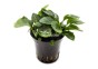 Anubias barteri var. nana 'Coin' - Pot 5,5cm - Plantes en pots de 5,5cm - aquarium - Comptoir du Poisson exotique