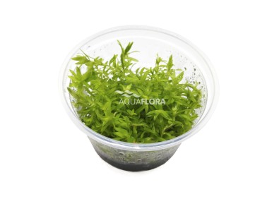 Tonina fluviatilis - In Vitro Cup - Eco scape - cup in vitro - Comptoir du Poisson exotique