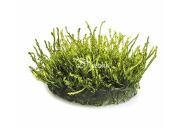 Vesicularia ferriei 'Weeping' - In Vitro Cup - Eco scape - cup in vitro - Comptoir du Poisson exotique