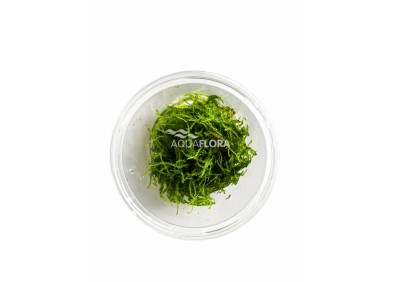 Taxiphyllum barbieri - In Vitro Cup - Eco scape - cup in vitro - Comptoir du Poisson exotique