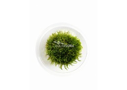 Taxiphyllum sp. 'Giant' - In Vitro Cup - Eco scape - cup in vitro - Comptoir du Poisson exotique