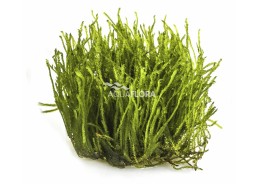 Taxiphyllum sp. 'Spiky' - In Vitro Cup - Eco scape - cup in vitro - Comptoir du Poisson exotique
