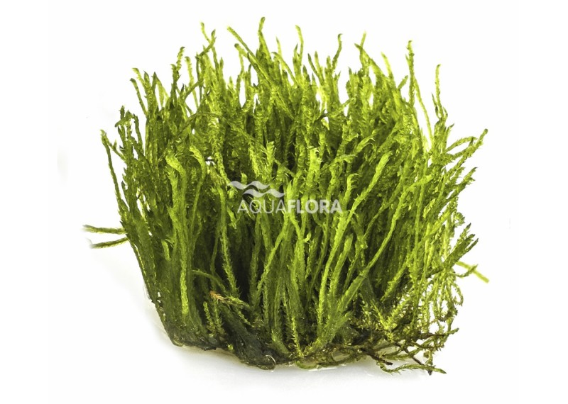 Taxiphyllum sp. 'Spiky' - In Vitro Cup - Eco scape - cup in vitro - Comptoir du Poisson exotique
