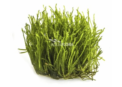 Taxiphyllum sp. 'Spiky' - In Vitro Cup - Eco scape - cup in vitro - Comptoir du Poisson exotique