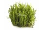 Taxiphyllum sp. 'Spiky' - In Vitro Cup - Eco scape - cup in vitro - Comptoir du Poisson exotique