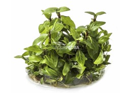 Staurogyne repens - In Vitro Cup - Eco scape - cup in vitro - Comptoir du Poisson exotique