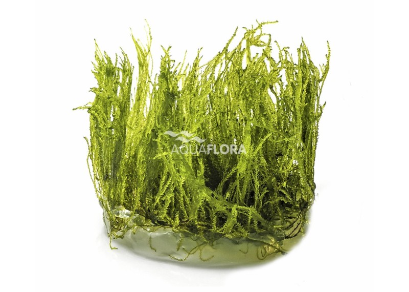 Taxiphyllum alternans (Taiwan moss) - In Vitro Cup - Eco scape - cup in vitro - Comptoir du Poisson exotique