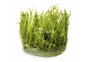 Taxiphyllum alternans (Taiwan moss) - In Vitro Cup - Eco scape - cup in vitro - Comptoir du Poisson exotique