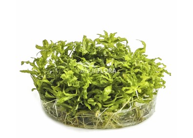Pogostemon helferi - In Vitro Cup - Eco scape - cup in vitro - Comptoir du Poisson exotique