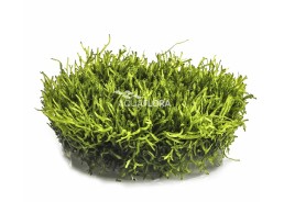 Riccia fluitans - In Vitro Cup - Eco scape - cup in vitro - Comptoir du Poisson exotique