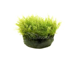 Plagiomnium affine - In Vitro Cup - Eco scape - cup in vitro - Comptoir du Poisson exotique