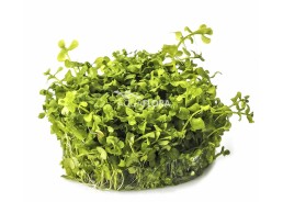 Micranthemum sp. 'Montecarlo' - In Vitro Cup - Eco scape - cup in vitro - Comptoir du Poisson exotique