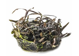 Hygrophila lancea (sp. 'Araguaia') - In Vitro Cup - Eco scape - cup in vitro - Comptoir du Poisson exotique
