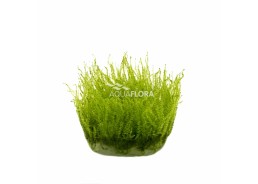 Leptodictyum riparium (stringy moss) - In Vitro Cup - Eco scape - cup in vitro - Comptoir du Poisson exotique