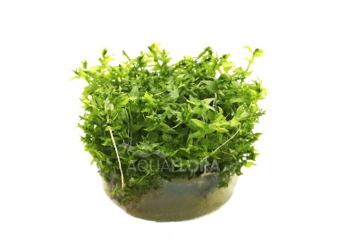 Gratiola viscidula - In Vitro Cup - Eco scape - cup in vitro - Comptoir du Poisson exotique
