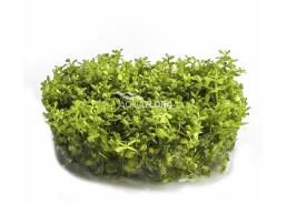 Hemianthus callitrichoides 'Cuba' - In Vitro Cup - Eco scape - cup in vitro - Comptoir du Poisson exotique