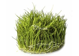 Eleocharis parvula - In Vitro Cup - Eco scape - cup in vitro - Comptoir du Poisson exotique