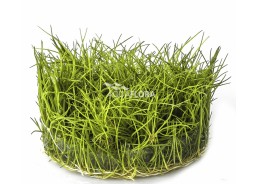 Eleocharis sp.'Minima' - In Vitro Cup - Eco scape - cup in vitro - Comptoir du Poisson exotique