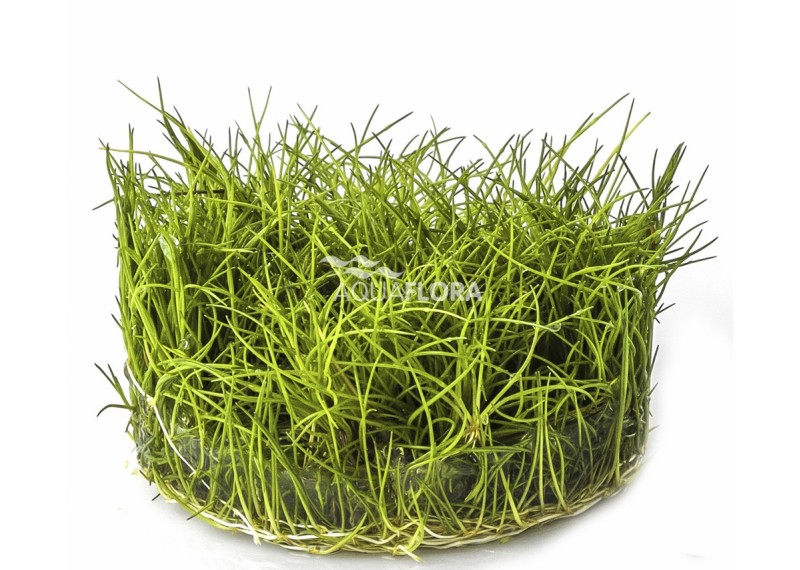 Eleocharis sp.'Minima' - In Vitro Cup - Eco scape - cup in vitro - Comptoir du Poisson exotique