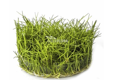 Eleocharis sp.'Minima' - In Vitro Cup - Eco scape - cup in vitro - Comptoir du Poisson exotique