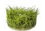Eleocharis sp.'Minima' - In Vitro Cup - Eco scape - cup in vitro - Comptoir du Poisson exotique
