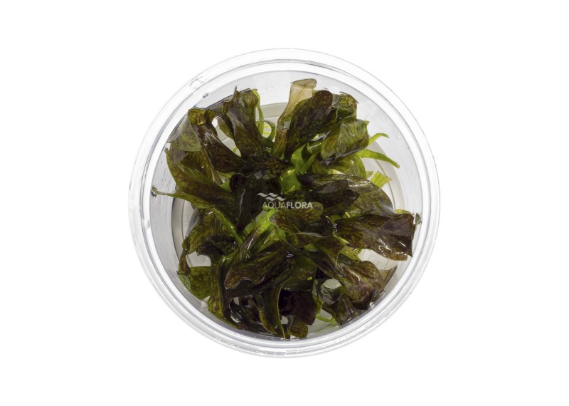 Echinodorus 'Little Mystery' - In Vitro Cup - Eco scape - cup in vitro - Comptoir du Poisson exotique