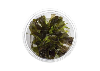 Echinodorus 'Little Mystery' - In Vitro Cup - Eco scape - cup in vitro - Comptoir du Poisson exotique