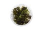 Echinodorus 'Little Mystery' - In Vitro Cup - Eco scape - cup in vitro - Comptoir du Poisson exotique