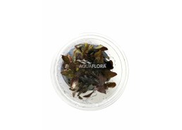 Echinodorus 'Reni' - in Vitro Cup - Eco scape - cup in vitro - Comptoir du Poisson exotique