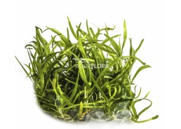 Helanthium tenellum - In Vitro Cup - Eco scape - cup in vitro - Comptoir du Poisson exotique