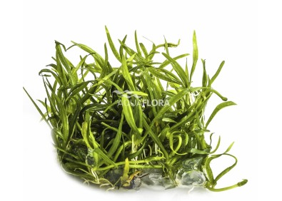Helanthium tenellum - In Vitro Cup - Eco scape - cup in vitro - Comptoir du Poisson exotique