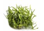 Helanthium tenellum - In Vitro Cup - Eco scape - cup in vitro - Comptoir du Poisson exotique
