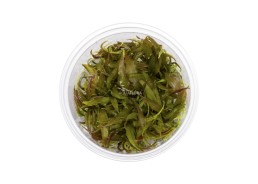 Cryptocoryne usteriana - In Vitro Cup - Eco scape - cup in vitro - Comptoir du Poisson exotique