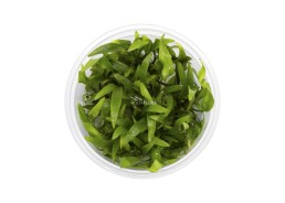 Cryptocoryne x willisii - in vitro cup - Eco scape - cup in vitro - Comptoir du Poisson exotique